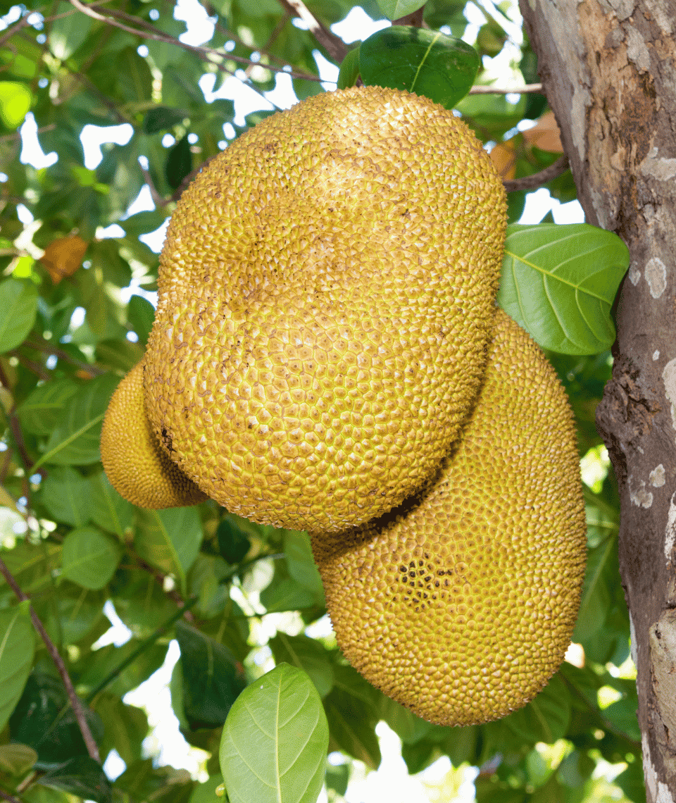 Fresh_whole_jackfruit