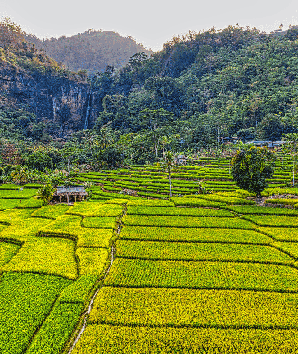 Northeast_rice_export